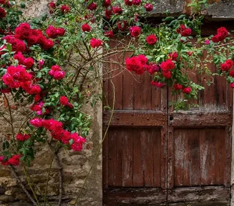 Eine rote Kletterrose rankt an einer Mauer mit Holztür empor