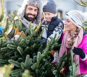 Eltern mit Sohn suchen einen Weihnachtsbaum aus
