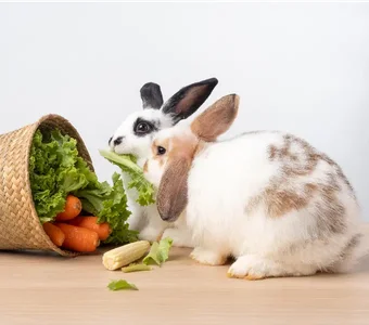 Kaninchen essen Gemüse aus Korb