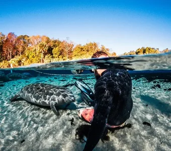 Mann filmt sich unter der Wasseroberfläche mit Robben