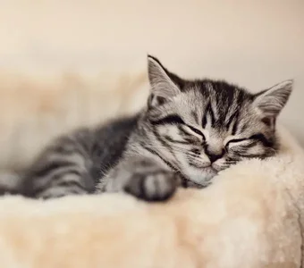 Eine Jungkatze liegt in einem flauschigen Katzenkorb