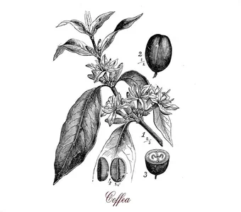 Botanische Zeichnung einer Kaffeepflanze