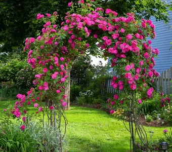 Ein Rosenbogen mit pink blühenden Rosen als Eingang in den Garten
