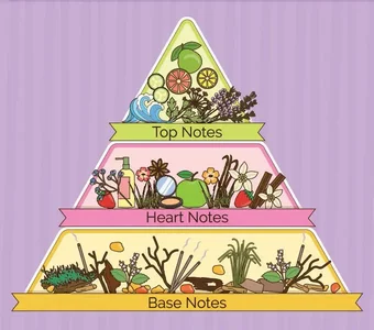 Duftpyramide mit ihren drei Duftphasen