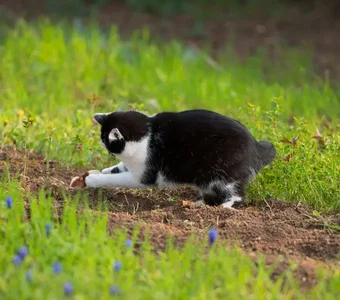 Eine Hauskatze jagt eine Maus in einem Garten