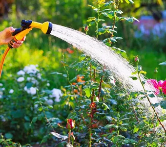 Bewässerung mit Gartenbrause