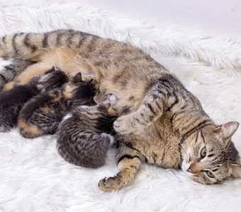 Eine Katze säugt ihre drei Kitten auf einer Decke