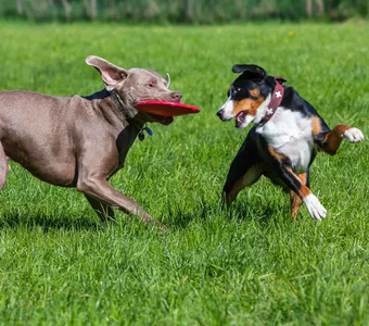 Zwei Hunde verschiedener Rassen spielen auf grüner Wiese mit einer Frisbee
