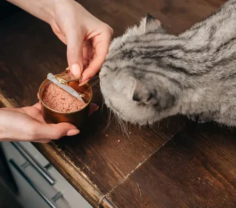 Eine Frau füttert eine Katze auf einem Schrank mit einem Nassfutter aus der Dose