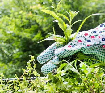 Unkraut jäten mit Garten-Handschuhe
