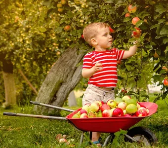 Ein kleiner Junge pflückt Äpfel von einem Baum. Vor ihm steht eine, mit vielen Äpfeln beladene, rote Kinderschubkarre