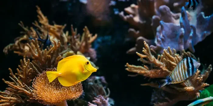 Aufnahme von Fischen im Wasser mit Korallen im Hintergrund.