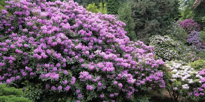 Großer Rhododendron-Busch mit vielen lilafarbenen Blüten
