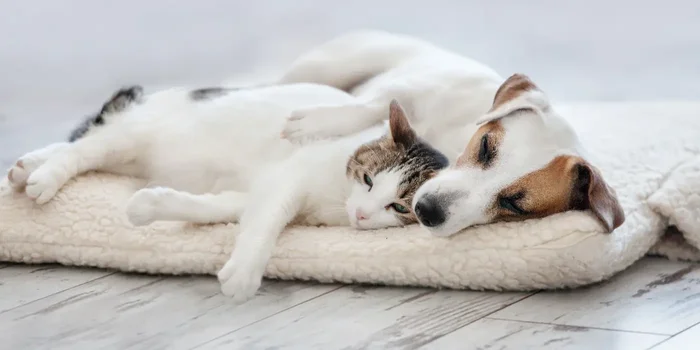 Hund und Katze schlafen auf Kissen