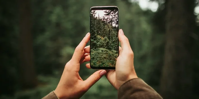 Eine Person hält ein schwarzes Handy in ihren Händen und fotografiert den umliegenden Wald