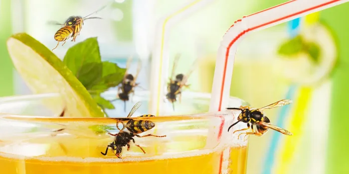 Fünf Wespen erkunden ein Glas mit einem Süßgetränk, Limette und Strohhalm