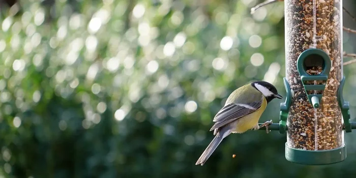 Wildvogel frisst Vogelfutter aus einem Futterspender