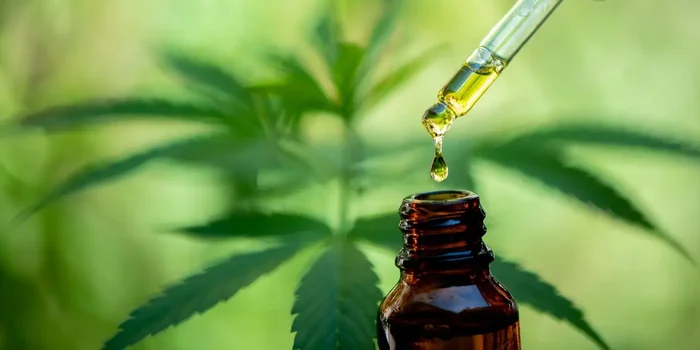 Vor einer grünen Hanfpflanze befindet sich CBD-Öl in einer braunen Glasflasche, aus der mit deiner Pipette etwas Öl entnommen wird