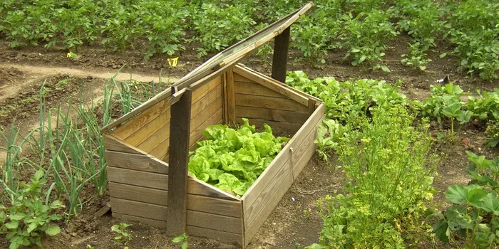 Ein Frühbeet aus Holzlatten mit hochgestelltem Deckel und darin wachsendem Salat steht im Gemüsebeet