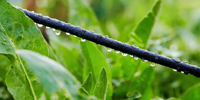 Ein schwarzes, mit Wassertropfen bedecktes Kabel verläuft zwischen grünen Pflanzen
