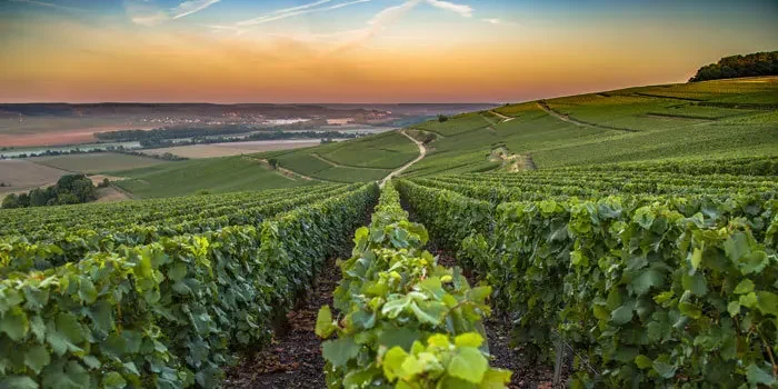 Zahlreiche Weinreben erstrecken sich in einem Anbaugebiet in der Champagne