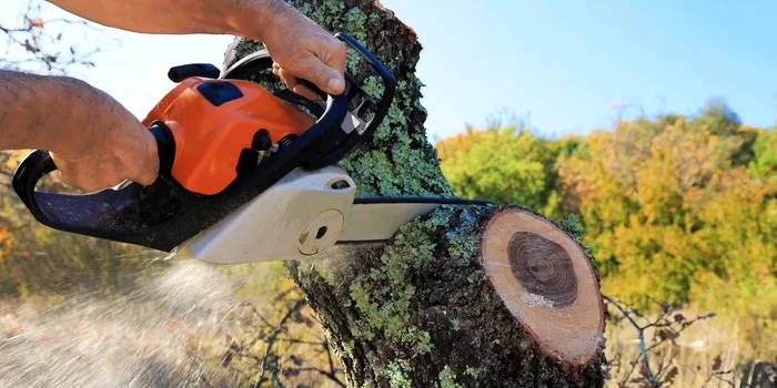 Ein Baumstumpf wird mittels einer Kettensäge in einzelne Abschnitte zersägt