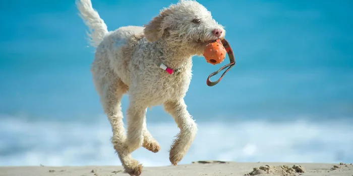 Junger Hund mit hellem Fell läuft mit einem Wurfspielzeug im Maul am Strand