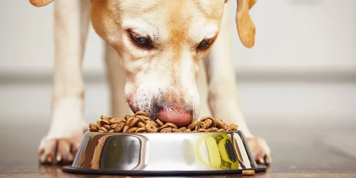 Ein Hund frisst Futter aus einem Napf
