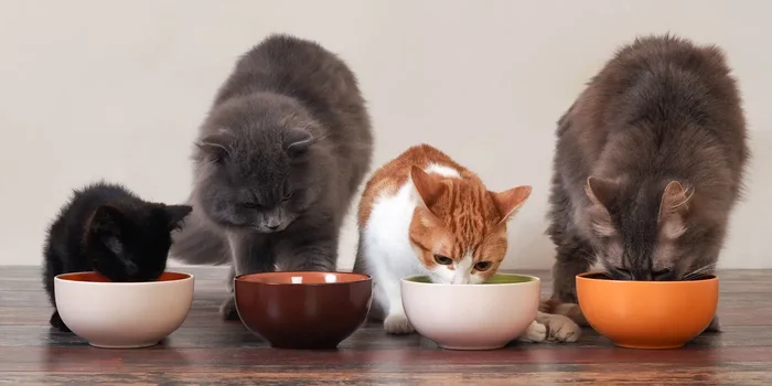 Vier unterschiedliche Katzen sitzen jeweils vor einem Futternapf und fressen