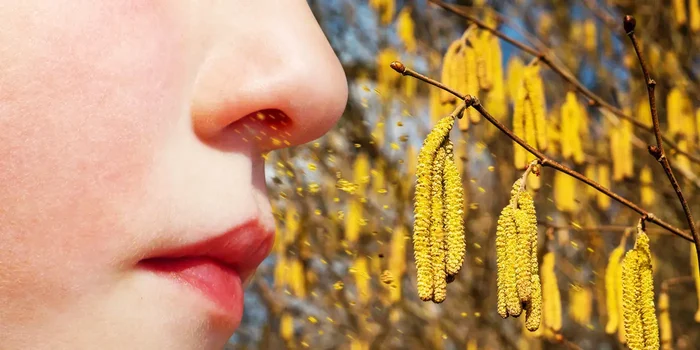 Weibliche Nase atmet gelbe Pflanzenpollen ein