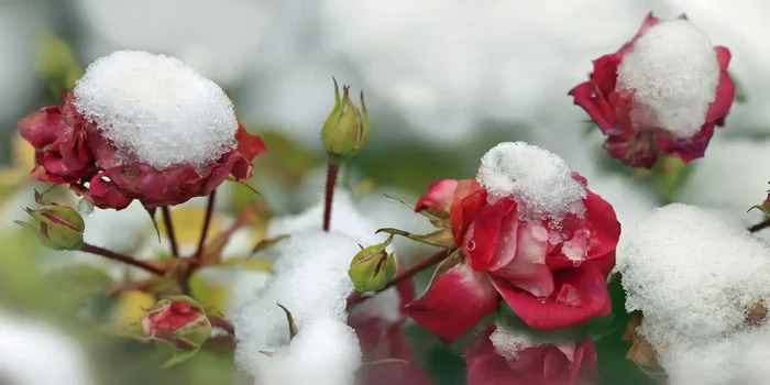 Rosen im Winter