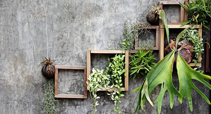 Aufnahme eines dekorativen Pflanzenregals an einer grauen Wand.