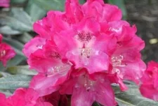 Baumschule Pflanzenvielfalt Ball-Rhododendron Julischka - Rhododendron yakushimanum Julischka 30 - 40 cm 5L getopft