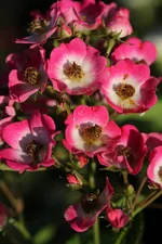 PFS Gartenwelten Rose Rosy Boom Ohara (dunkelrosa) (103638)