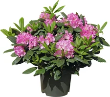 Zwerg-Rhododendron
