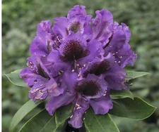Großblumige Rhododendron