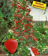 Kletter Erdbeere