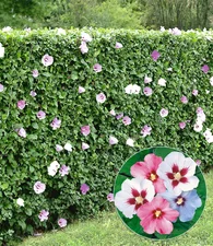 Baldur-Garten Hibiskus-Hecke 40-60cm (10 Pflanzen)