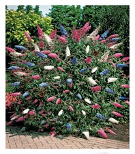 Baldur-Garten Sommer-Flieder Papillion Tricolor (1 Pflanze)