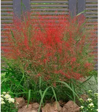 Baldur-Garten Rotes Liebesgras (3 Pflanzen)