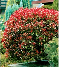 Baldur-Garten Photinia-Hecke ´Red Robin´ (1 Pflanze)
