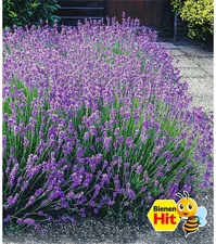 Baldur-Garten Lavendel-Hecke ´Blau´ (9 Pflanzen)