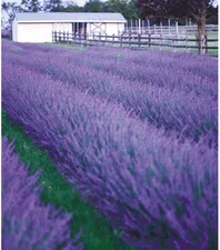 Baldur-Garten Lavendel ´Phenomenal´ (2 Pflanzen)