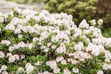 Pflanzen-für-dich Rhododendron micranthum Bloombux -R- 5L 30- 40 (SANA00487439393)