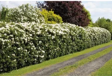 Obi Living Garden Rhododendron Cunninghams White weiß 20-30cm Topf 5 l (2767994)