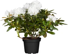 Obi Living Garden Yaku-Rhododendron Schneekrone weiß 20-30cm Topf 5 l (2771277)