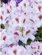 Obi Living Garden Rhododendron-Hybride Graffito 20-30cm Topf 4L Rhododendron (2773620)