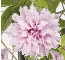 FloraSelf Großblumige Waldrebe Clematis Hybride Multi Pink H 50-70cm Co 2,3 L
