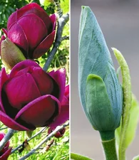 Baldur-Garten Tulpenmagnolie Genie und Blue Opal (2 Pflanzen)