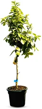 Limettenbaum